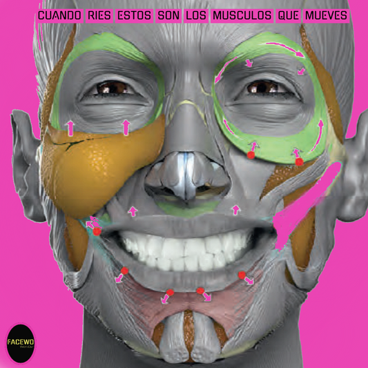 Características y Funciones de los músculos faciales